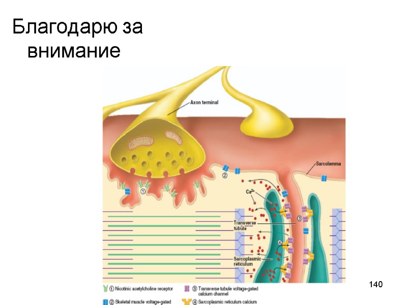 140 Благодарю за внимание